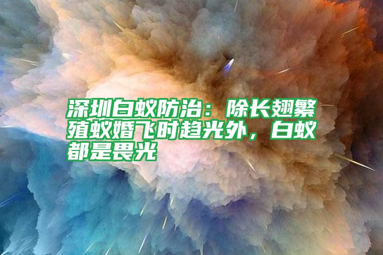深圳白蟻防治:除長翅繁殖蟻婚飛時趨光外,白蟻都是畏光