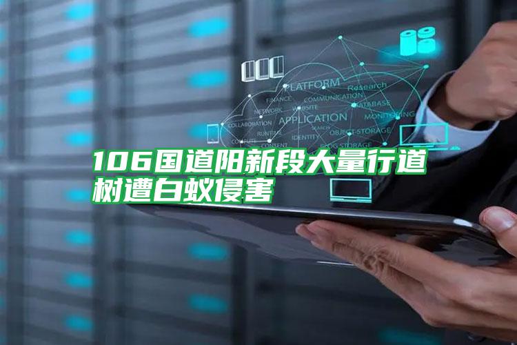 106國(guó)道陽(yáng)新段大量行道樹(shù)遭白蟻侵害