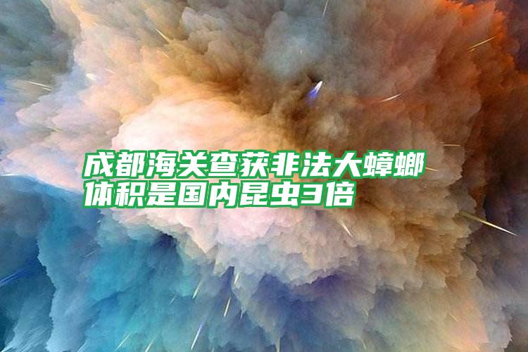成都海關(guān)查獲非法大蟑螂 體積是國內(nèi)昆蟲3倍