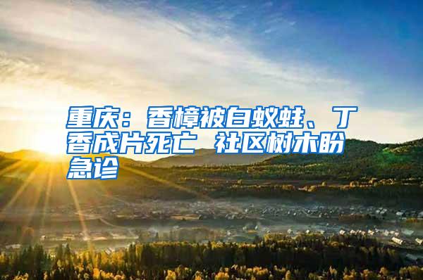 重慶:香樟被白蟻蛀、丁香成片死亡 社區(qū)樹木盼急診