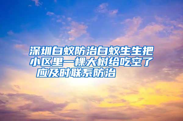 深圳白蟻防治白蟻生生把小區(qū)里一棵大樹給吃空了 應(yīng)及時(shí)聯(lián)系防治