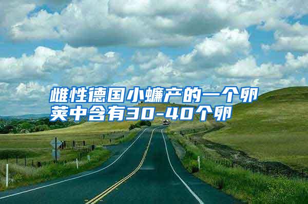 雌性德國(guó)小蠊產(chǎn)的一個(gè)卵莢中含有30-40個(gè)卵