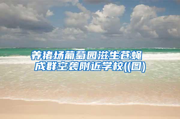 養(yǎng)豬場(chǎng)葡萄園滋生蒼蠅 成群空襲附近學(xué)校((圖)