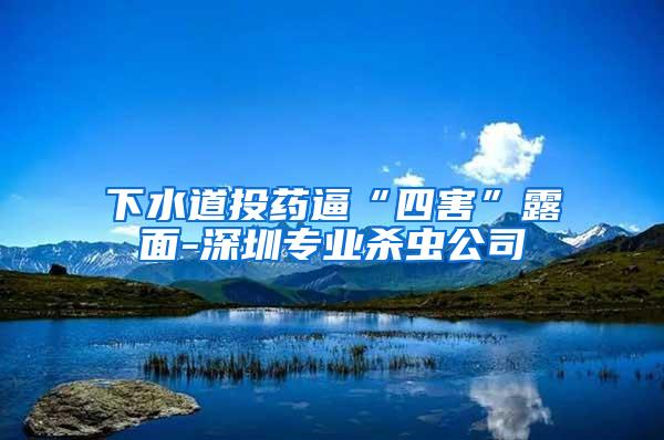 下水道投藥逼“四害”露面-深圳專(zhuān)業(yè)殺蟲(chóng)公司