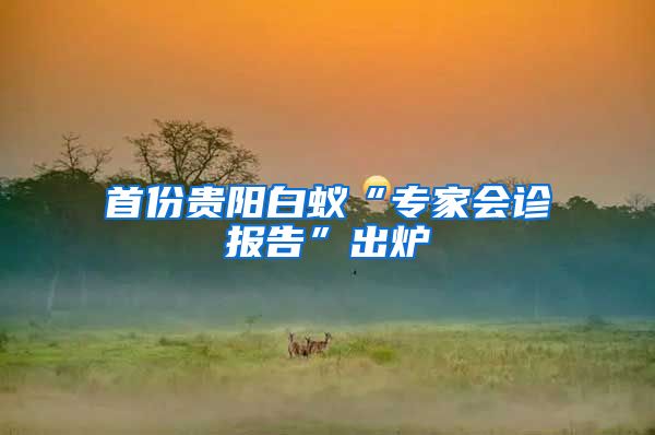 首份貴陽白蟻“專家會診報告”出爐