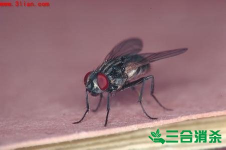 專(zhuān)業(yè)殺蟲(chóng)消殺公司 殺蟲(chóng)除四害滅蟲(chóng)公司